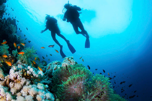 Two divers swimming above a colorful coral reef with various fish, silhouetted against the blue water.