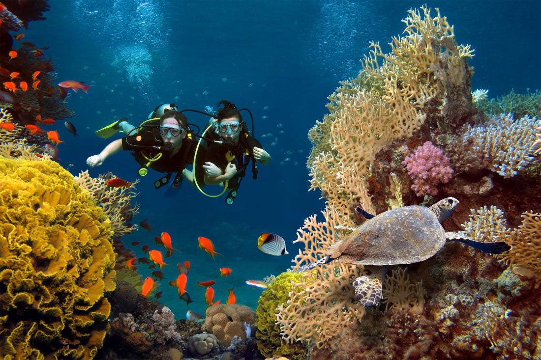 Two divers exploring a vibrant coral reef with colorful fish and a sea turtle in the foreground.